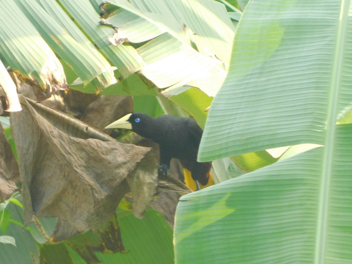 Yellow-rumped Cacique - ML618730820