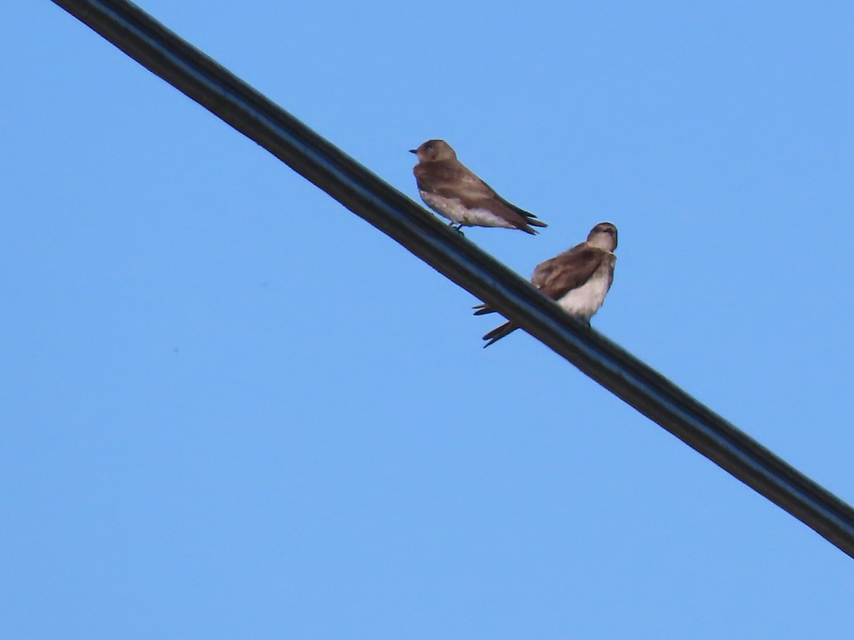Northern Rough-winged Swallow - ML618730836