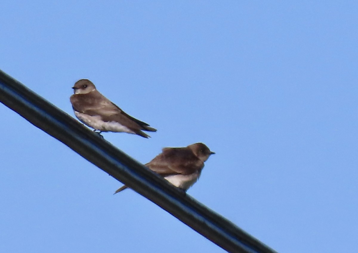 Northern Rough-winged Swallow - ML618730843