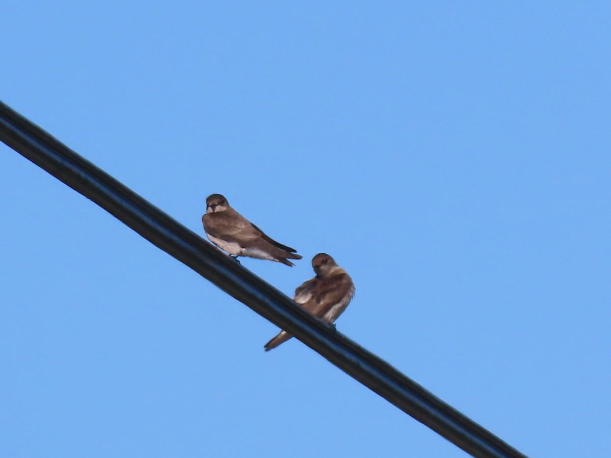 Northern Rough-winged Swallow - ML618730856