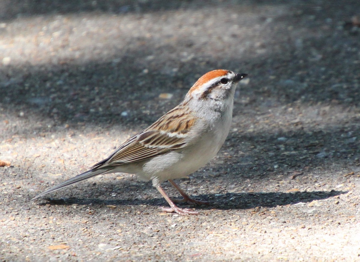 Chipping Sparrow - ML618730867