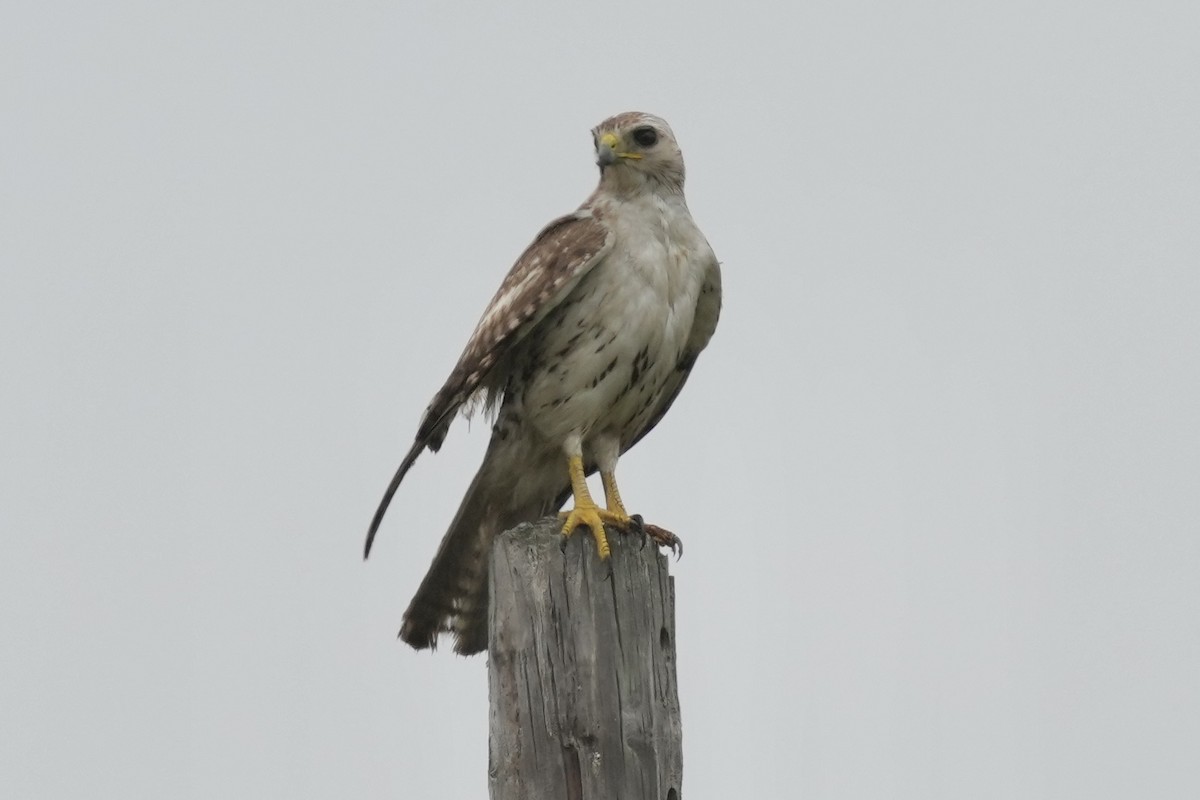 Red-tailed Hawk - ML618730885