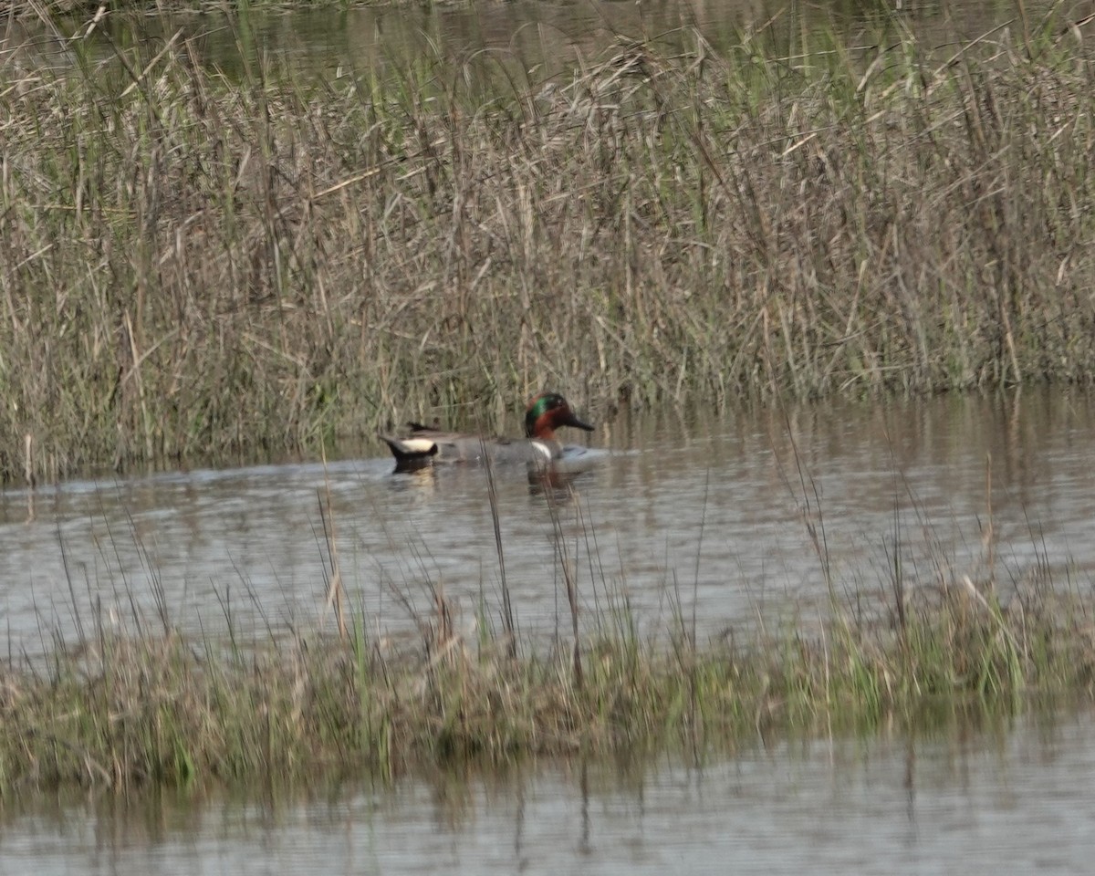 Green-winged Teal - ML618730901