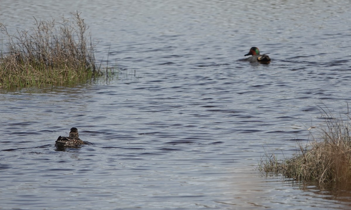 Green-winged Teal - ML618730902