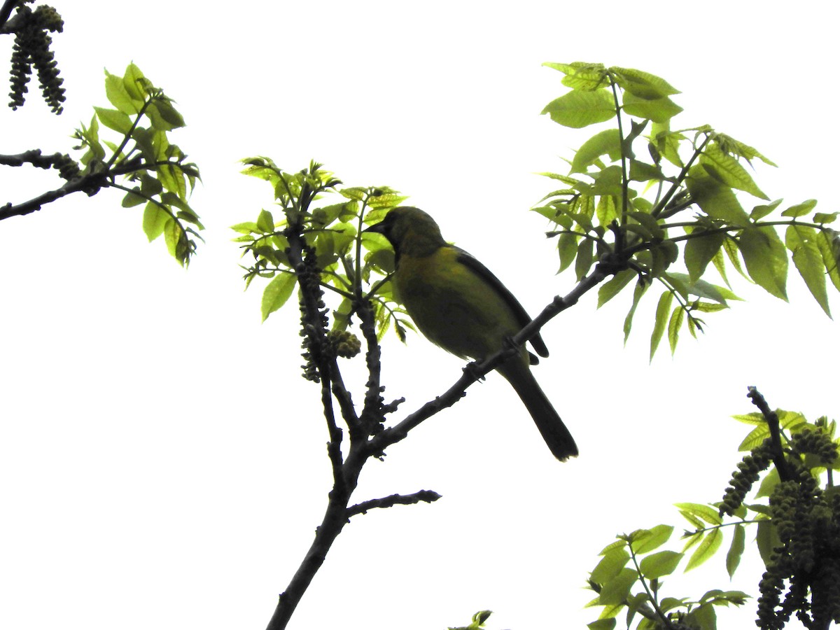 Orchard Oriole - ML618730931