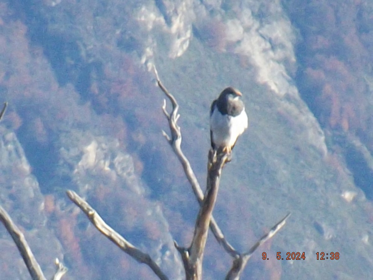 Black-chested Buzzard-Eagle - ML618730944