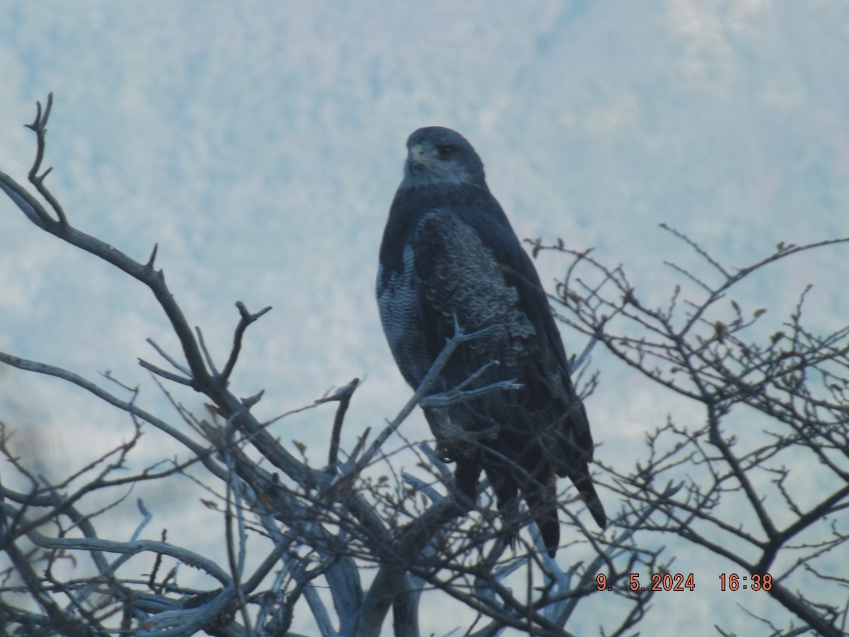 Black-chested Buzzard-Eagle - ML618730947