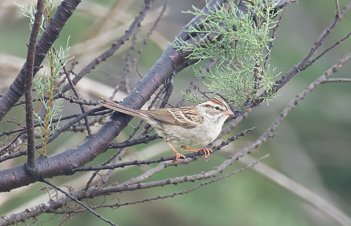 Chipping Sparrow - ML618730950