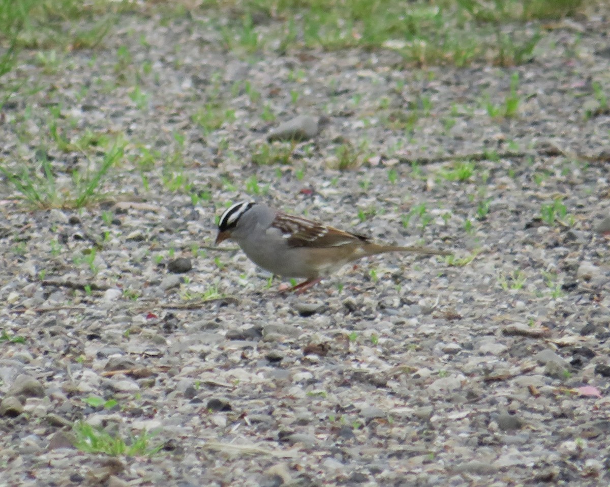 White-crowned Sparrow - ML618730955