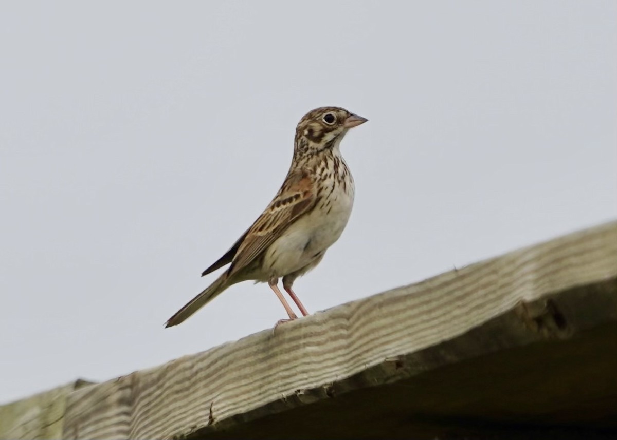 Vesper Sparrow - ML618730972