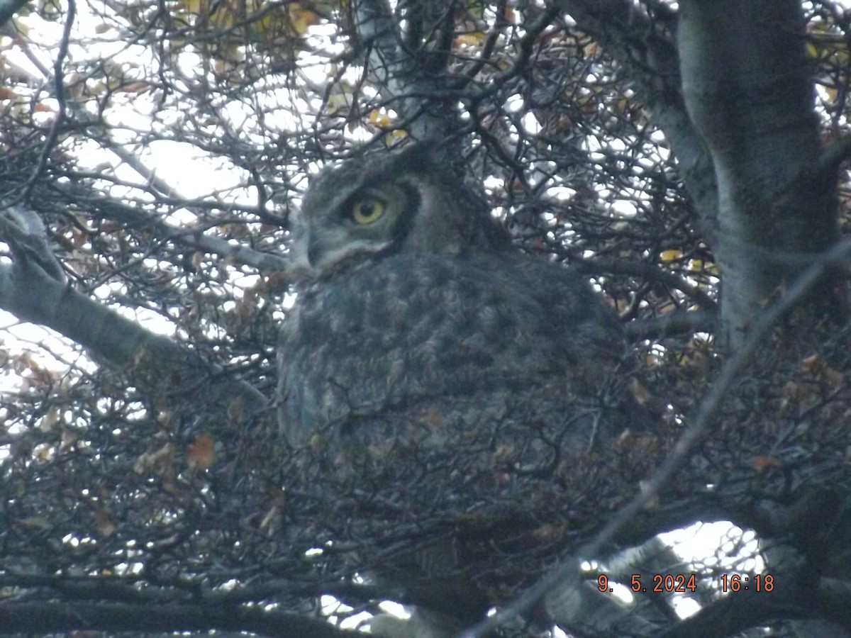 Lesser Horned Owl - ML618730985