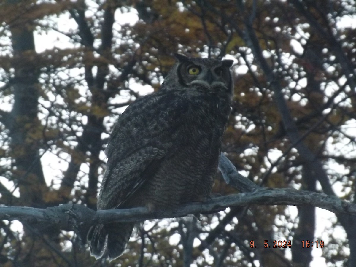 Lesser Horned Owl - ML618730986