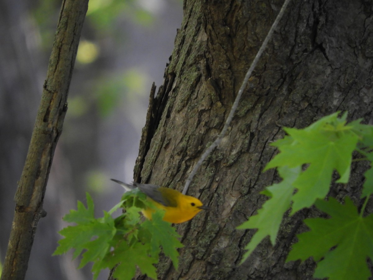 Prothonotary Warbler - ML618731008