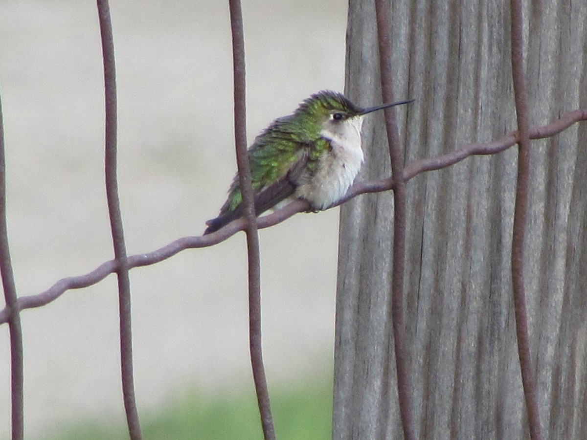 eBird Checklist 9 May 2024 210 Old Otis RD Danby Pond Danby, VT