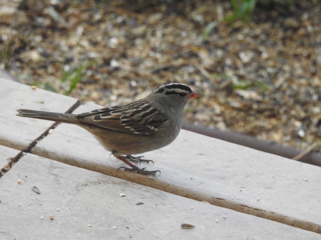White-crowned Sparrow - ML618731022