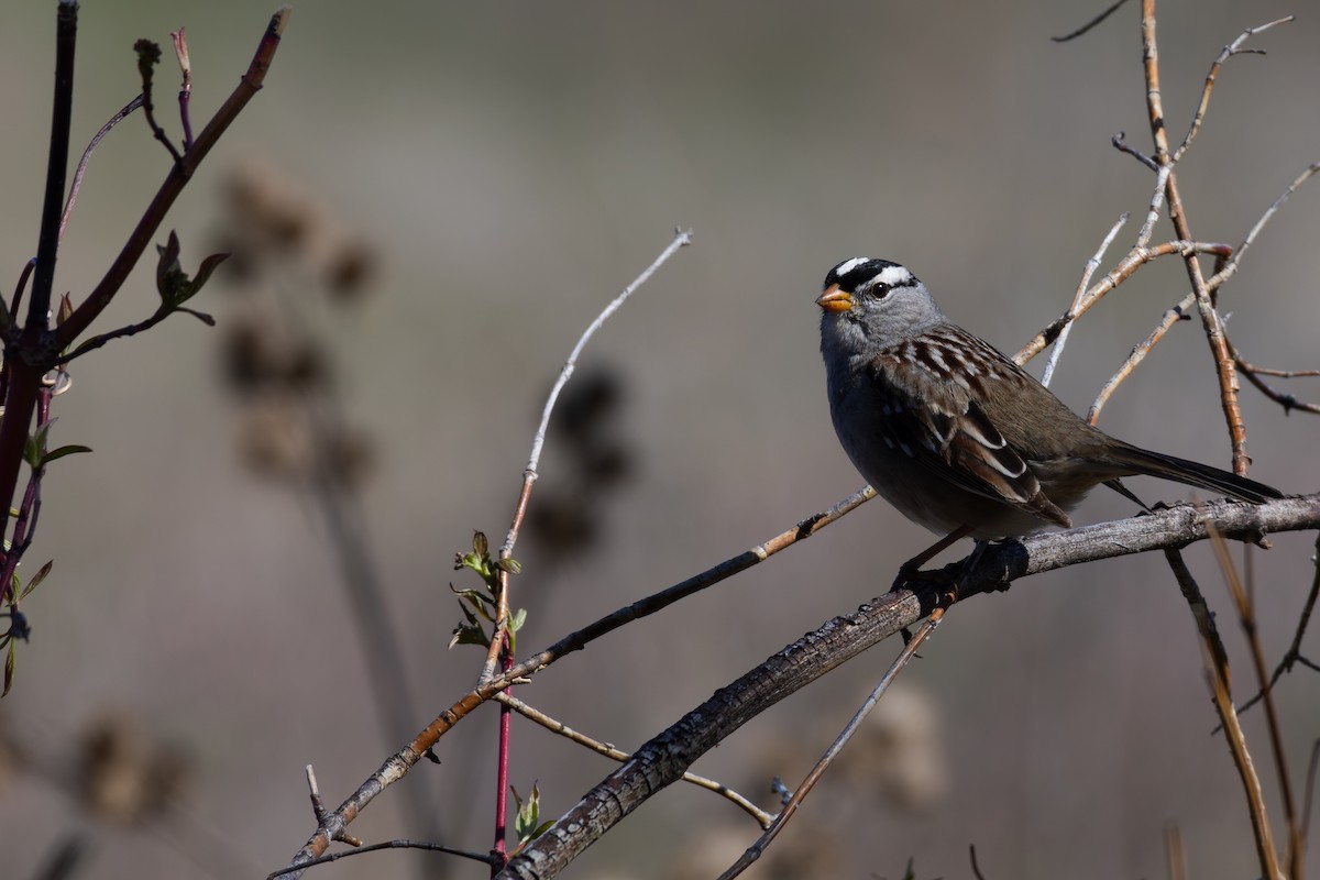 White-crowned Sparrow - ML618731023