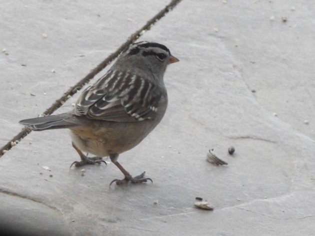 White-crowned Sparrow - ML618731056