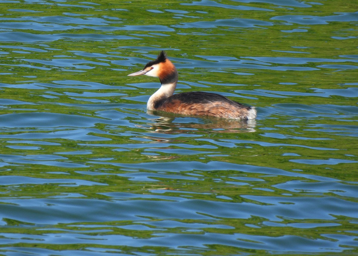 Great Crested Grebe - ML618731103