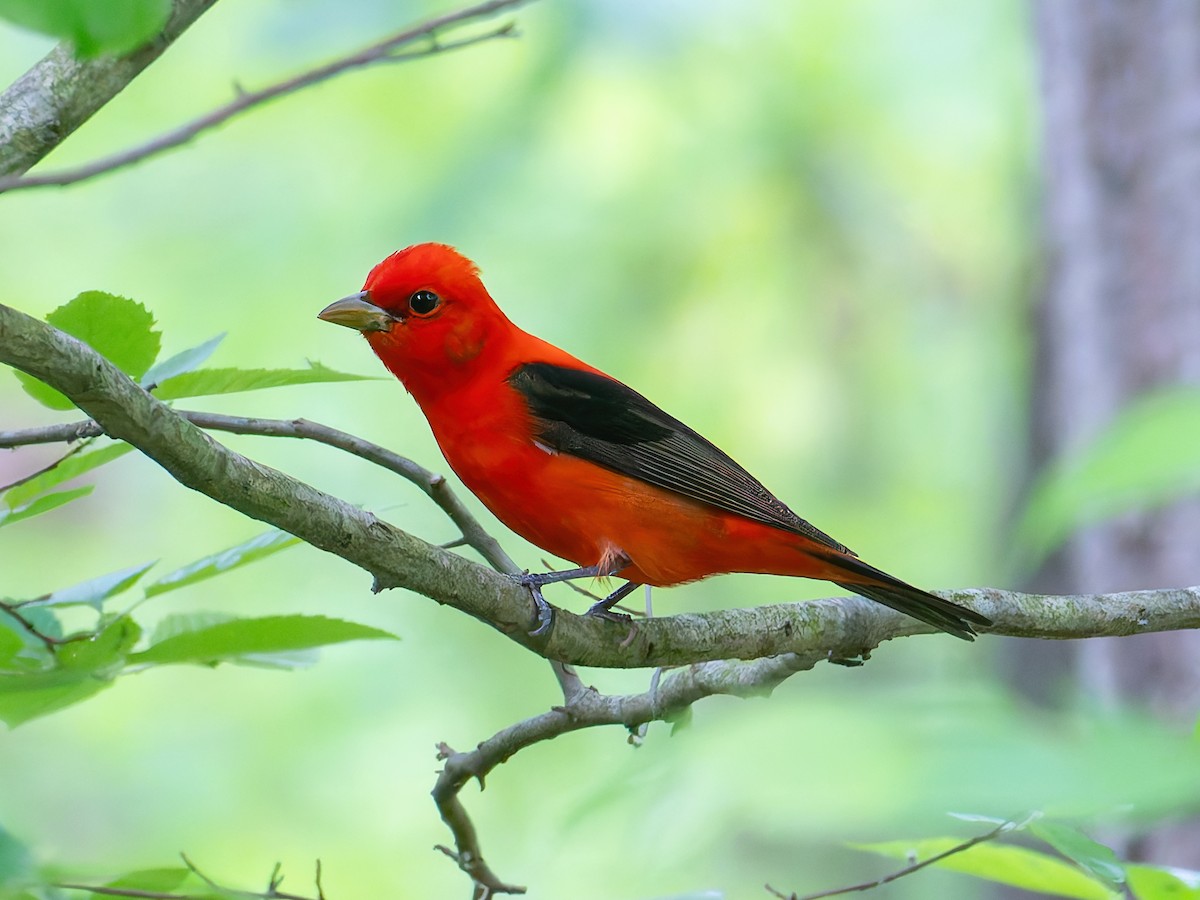Scarlet Tanager - ML618731117