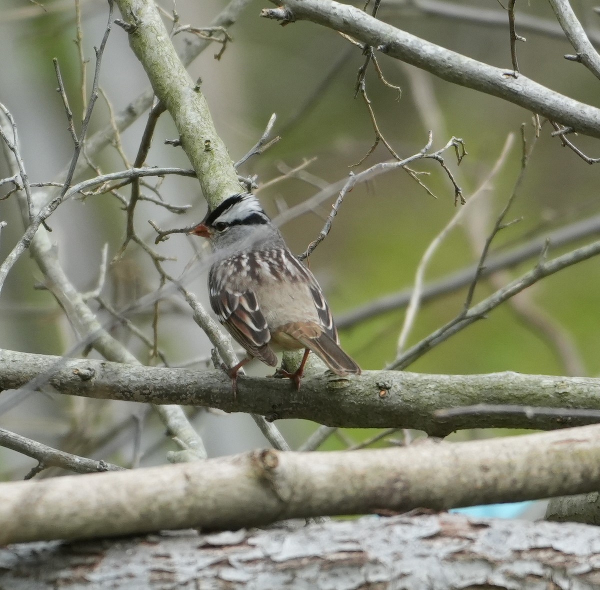 White-crowned Sparrow - ML618731121