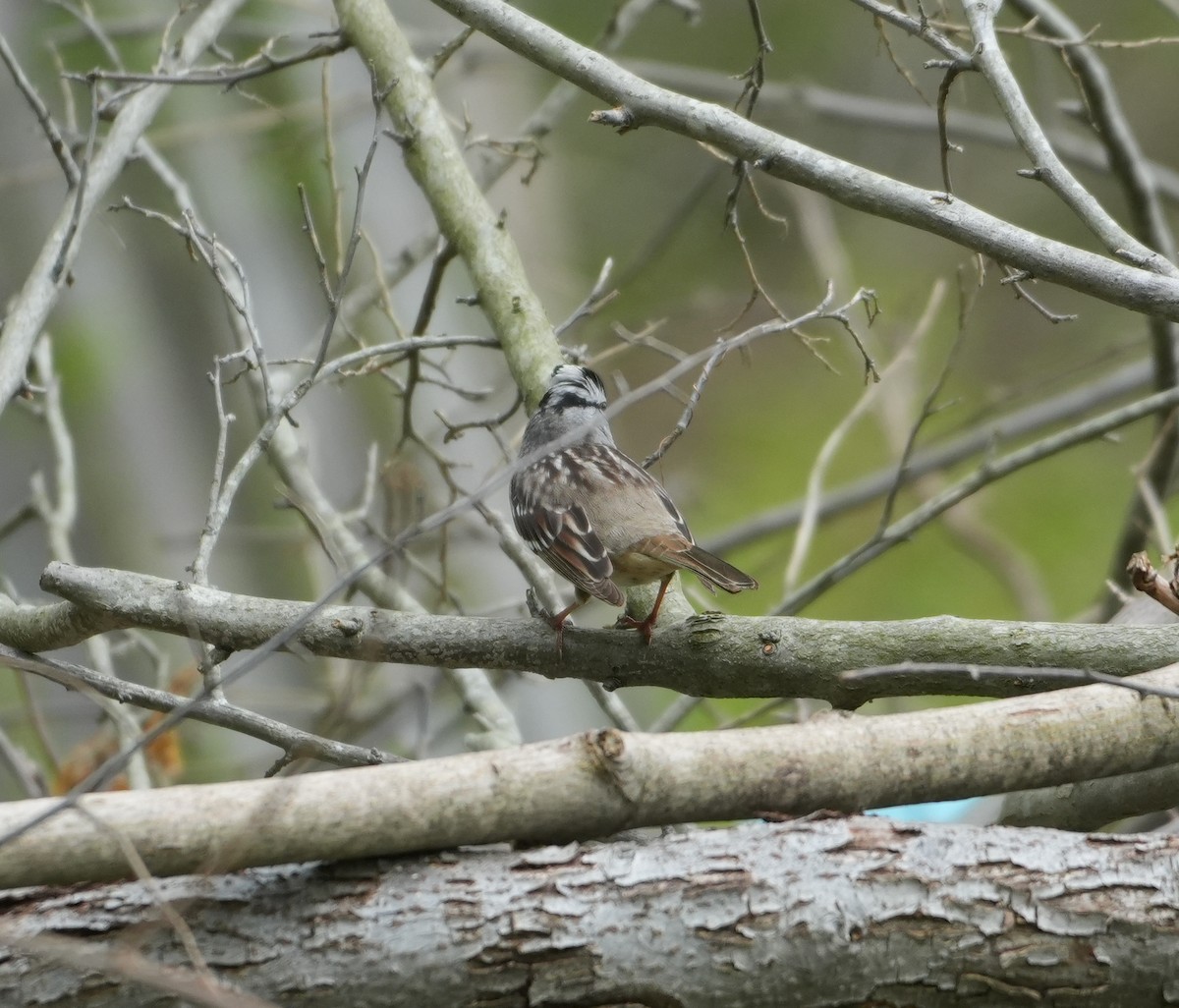 White-crowned Sparrow - ML618731122