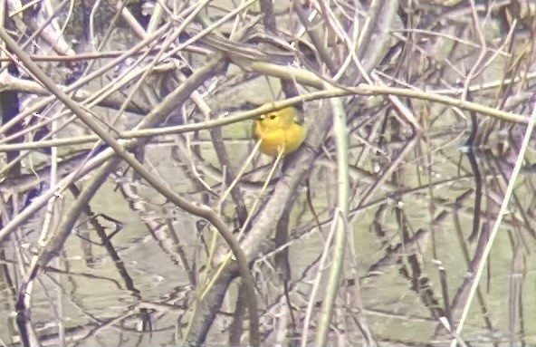 Prothonotary Warbler - ML618731137