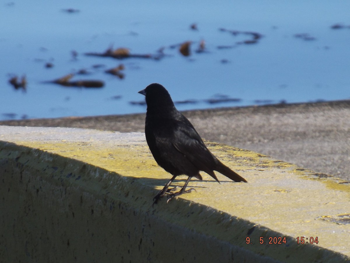 Austral Blackbird - ML618731169