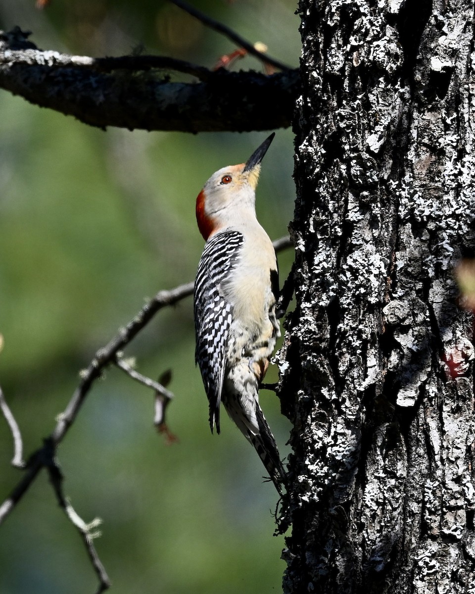Red-bellied Woodpecker - ML618731202