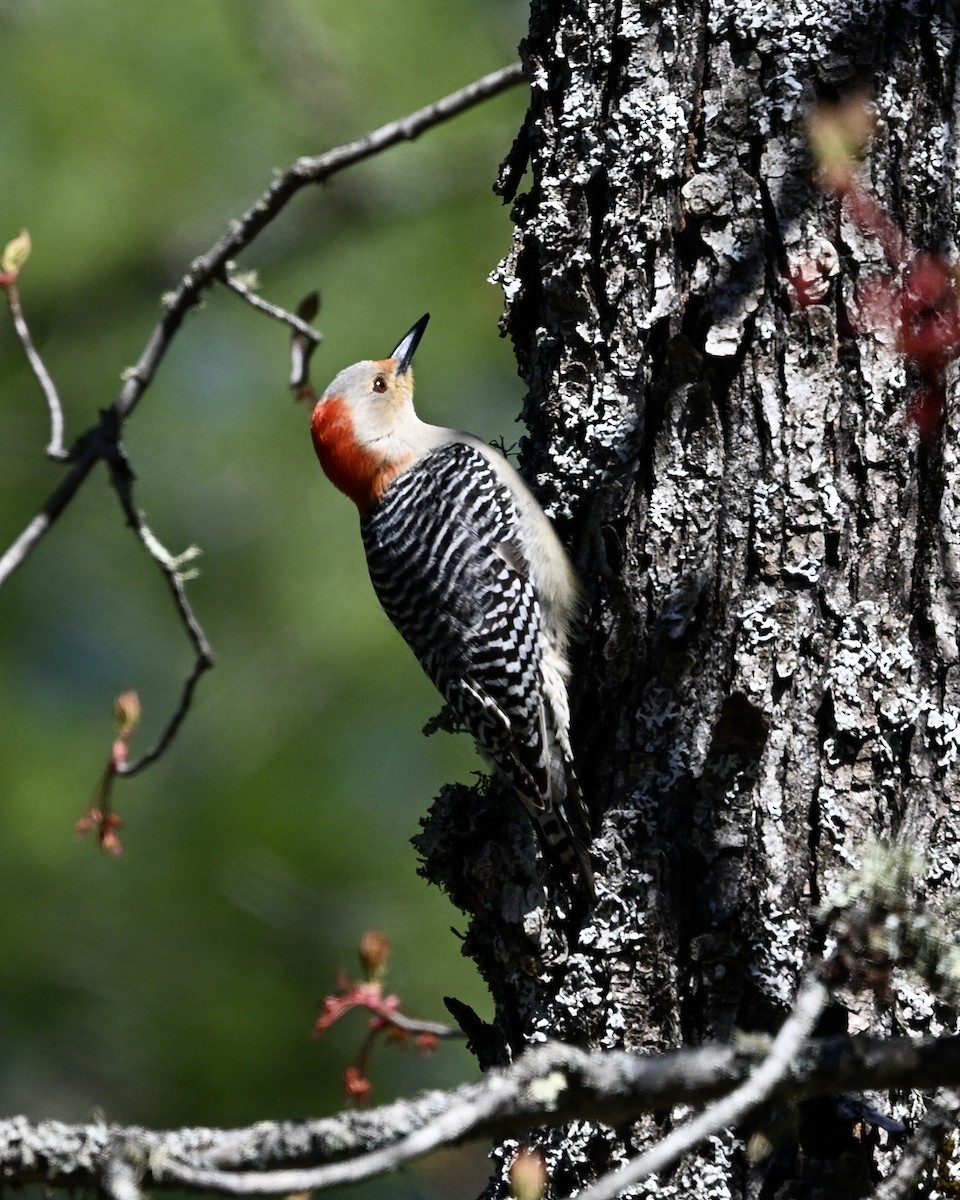 Red-bellied Woodpecker - ML618731203