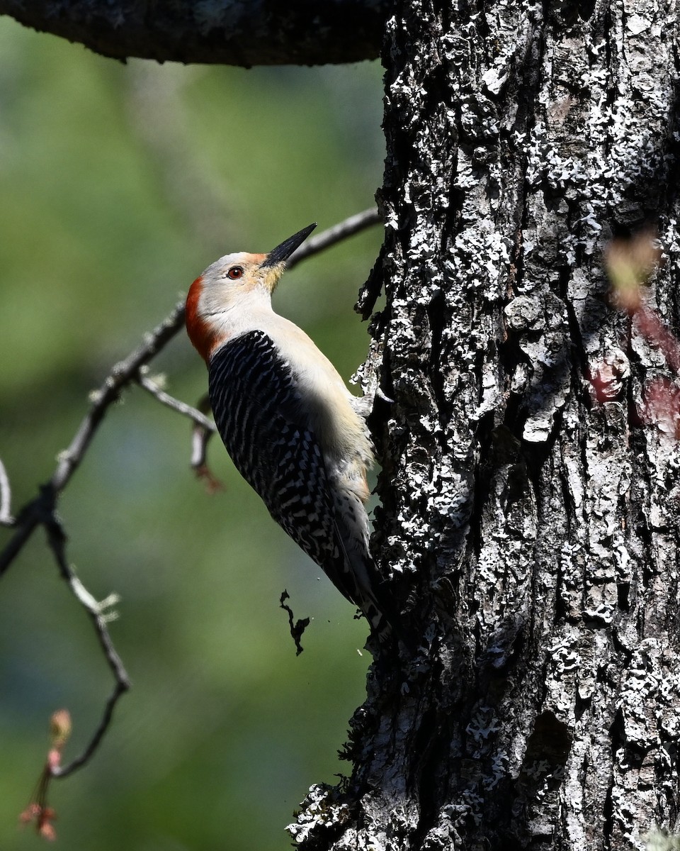 Red-bellied Woodpecker - ML618731204