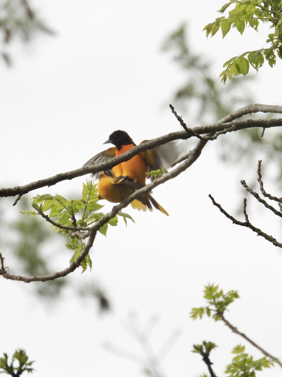 Baltimore Oriole - Tracy Mosebey