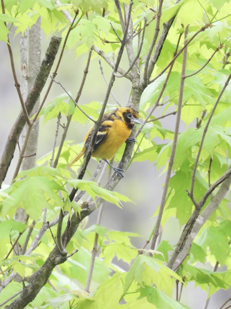 Baltimore Oriole - Tracy Mosebey