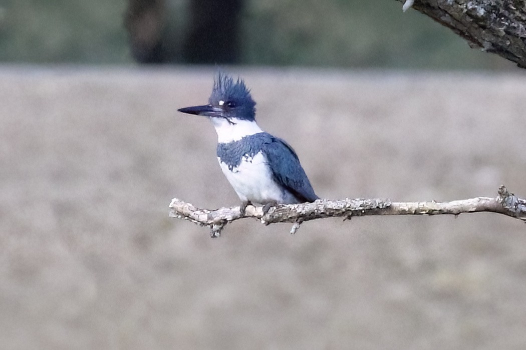 Belted Kingfisher - ML618731216