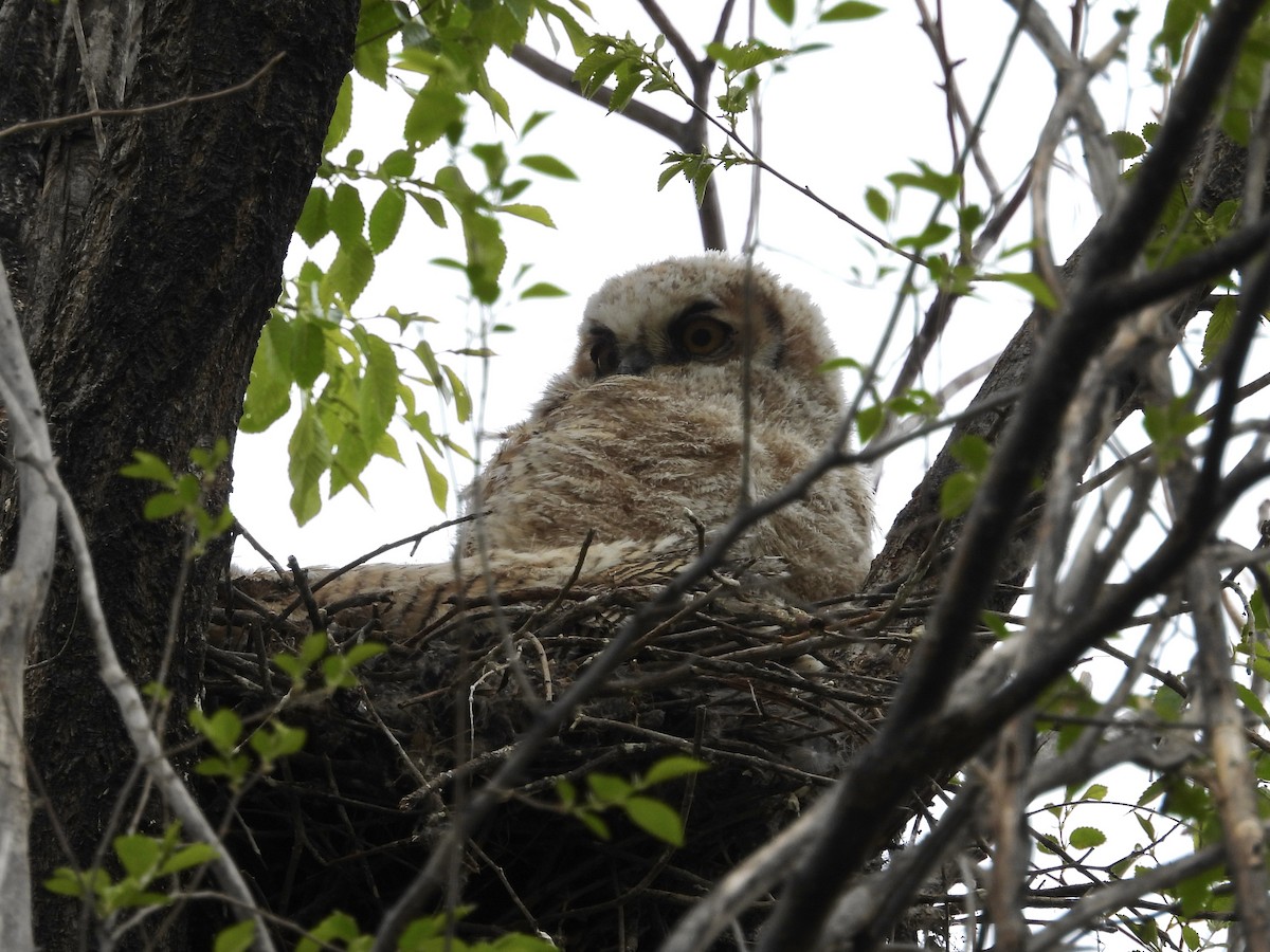 Great Horned Owl - ML618731226