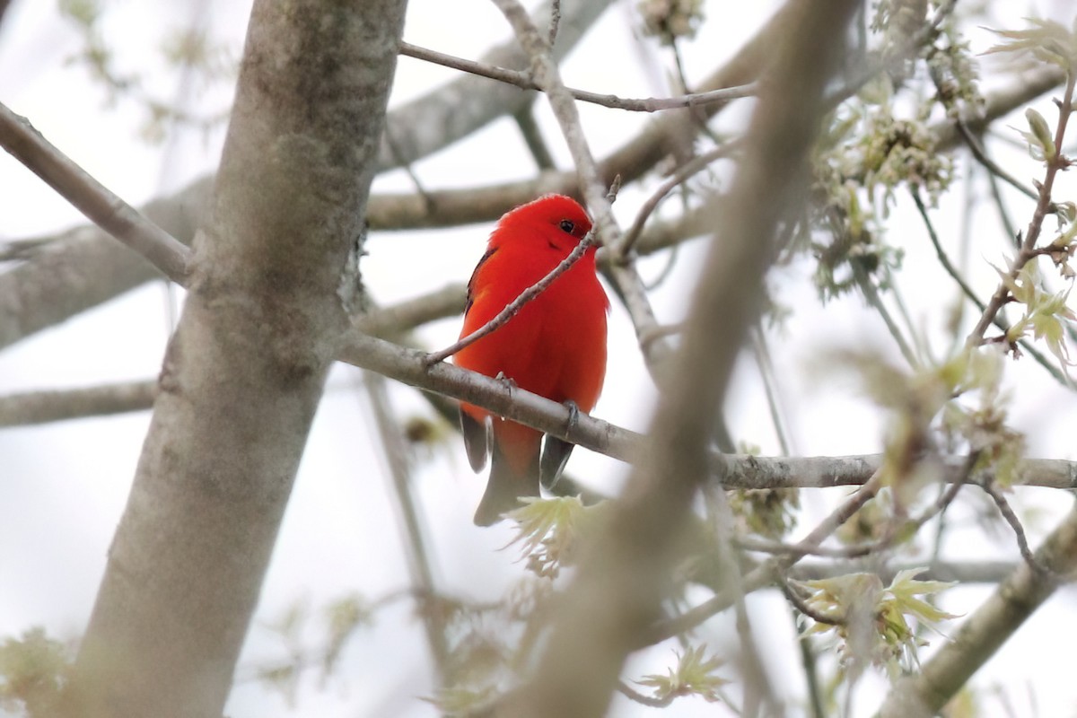 Scarlet Tanager - ML618731231