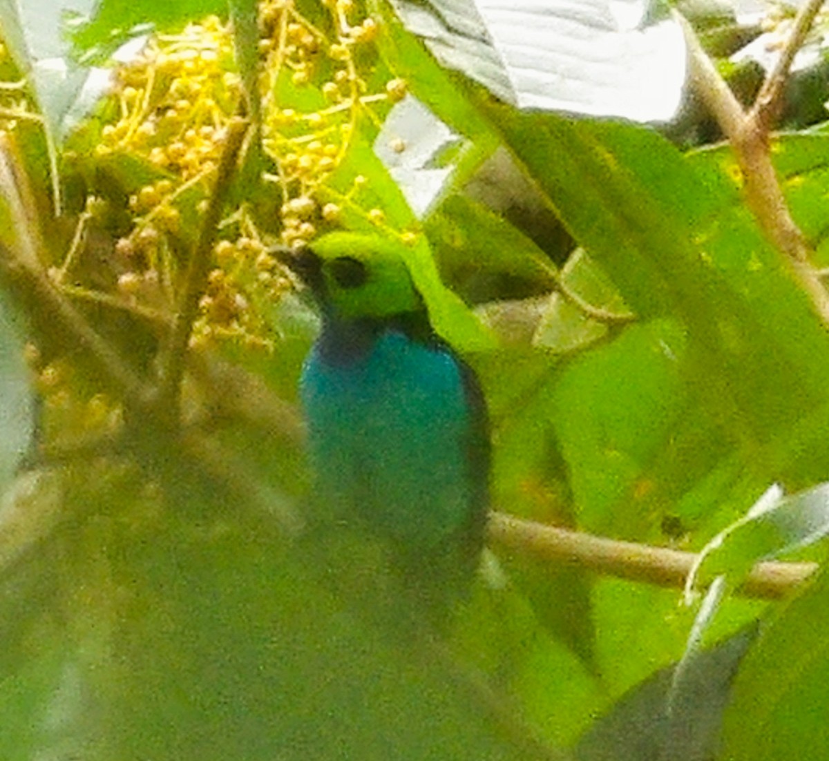 Paradise Tanager - ML618731232