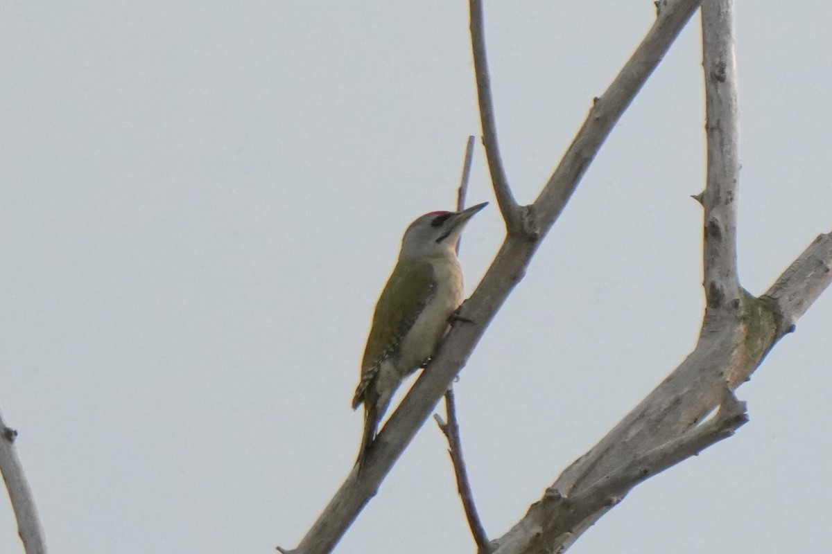 Gray-headed Woodpecker - ML618731261