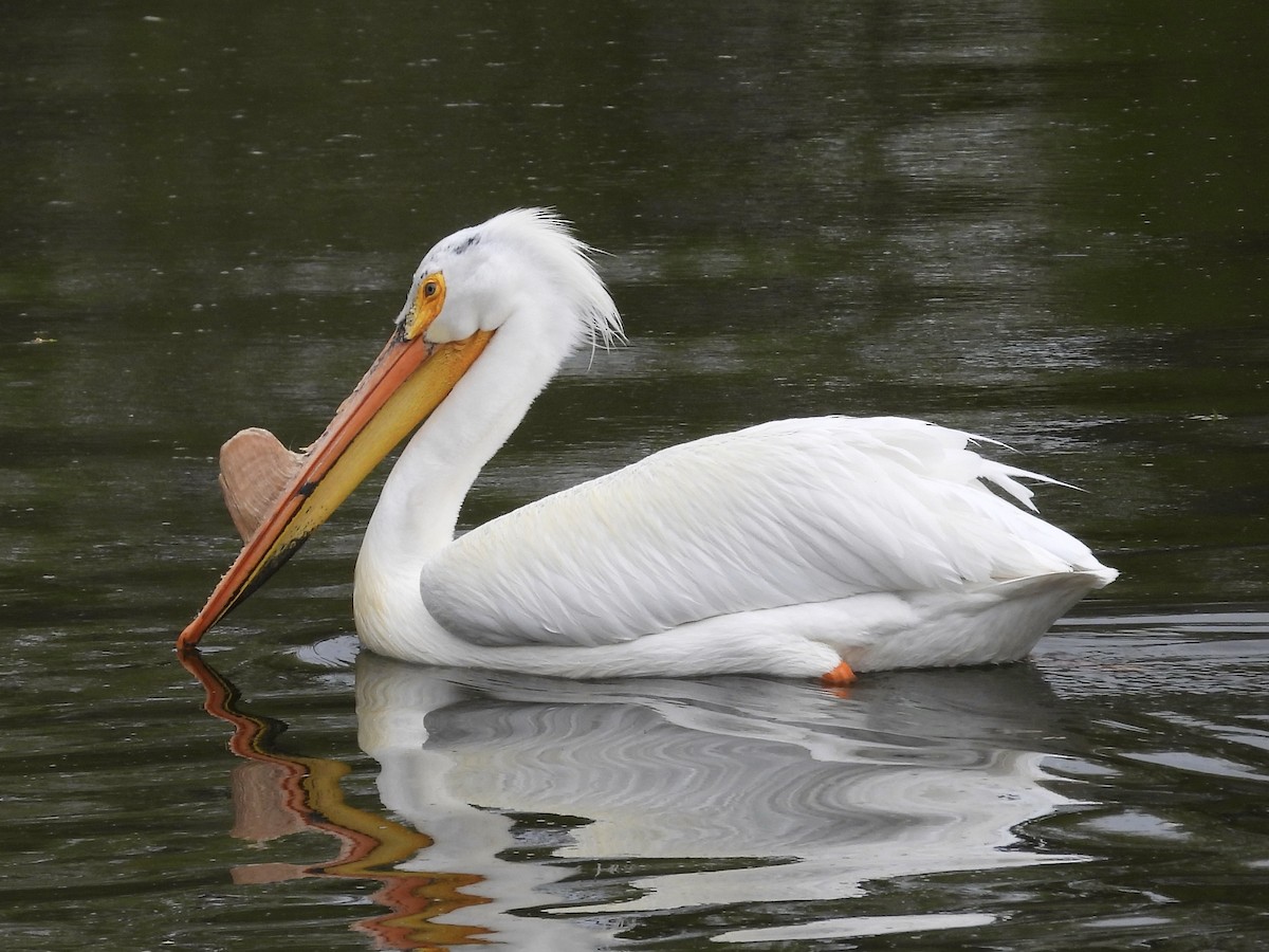 American White Pelican - Hallie Kretsinger