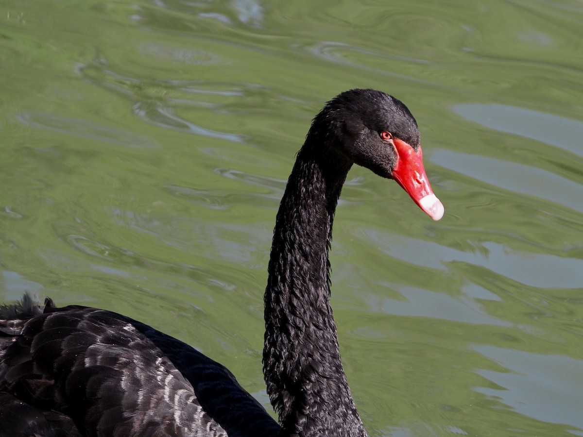 Black Swan - ML618731280