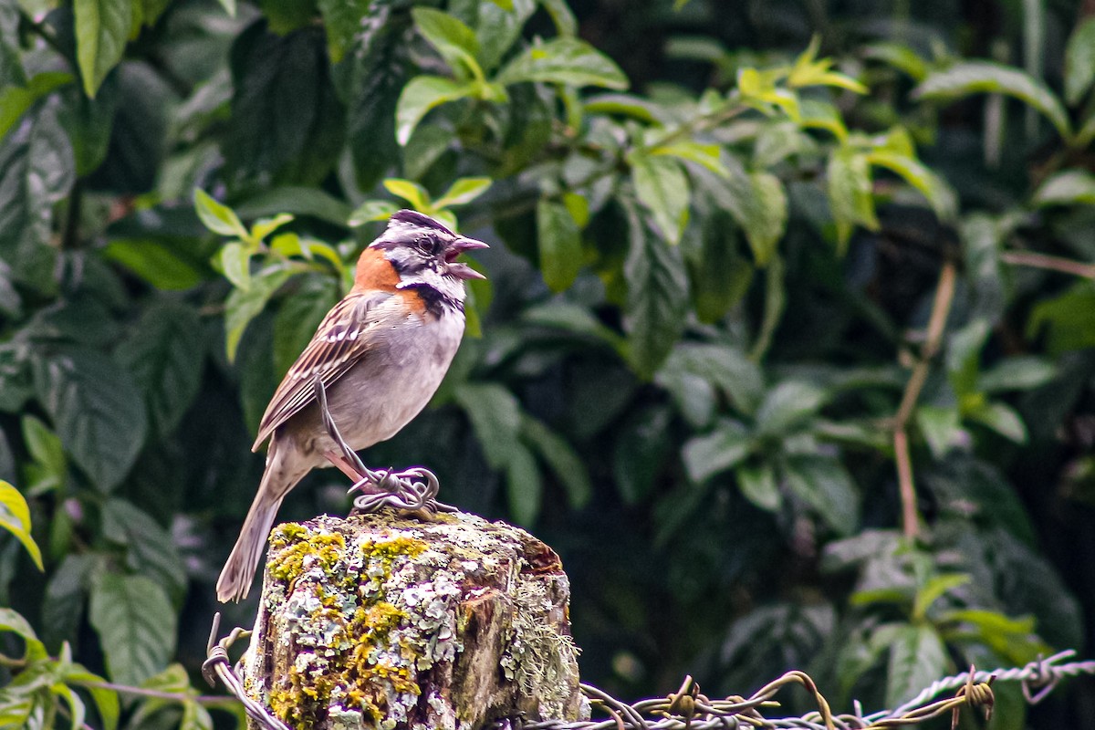 Rufous-collared Sparrow - ML618731283