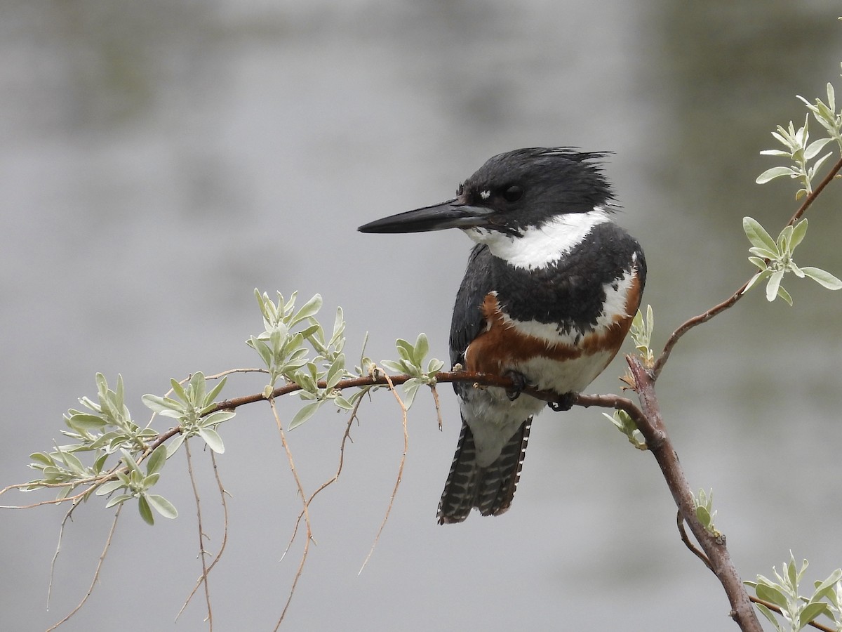 Belted Kingfisher - ML618731296