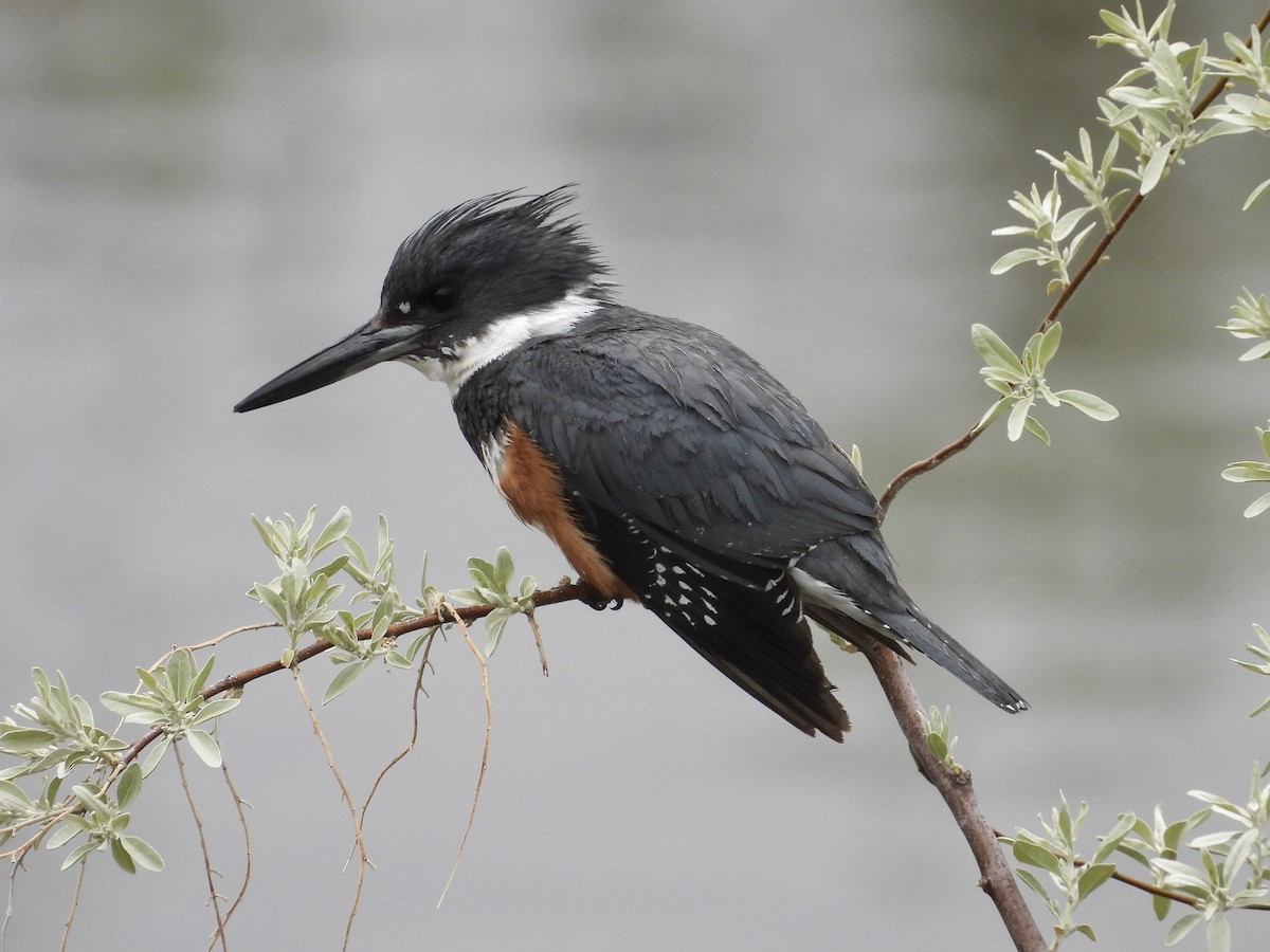 Belted Kingfisher - ML618731297