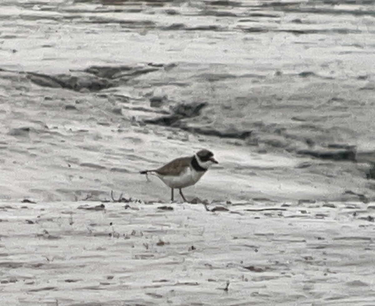 Semipalmated Plover - ML618731299