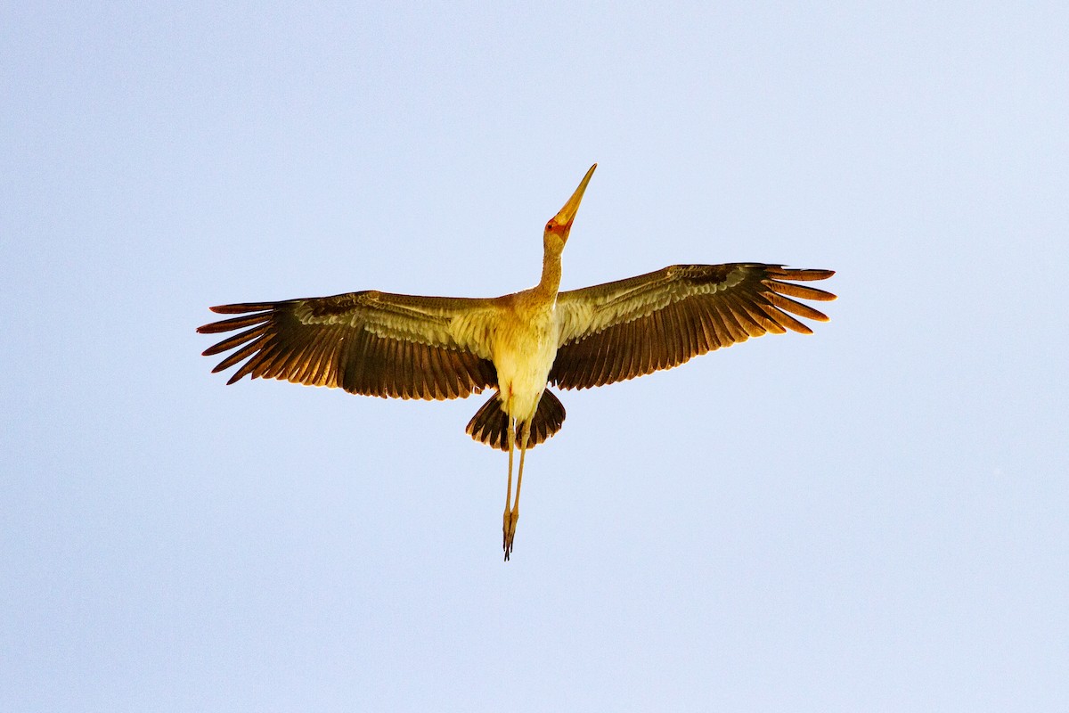 Yellow-billed Stork - ML618731329
