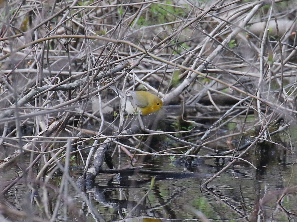Prothonotary Warbler - ML618731353