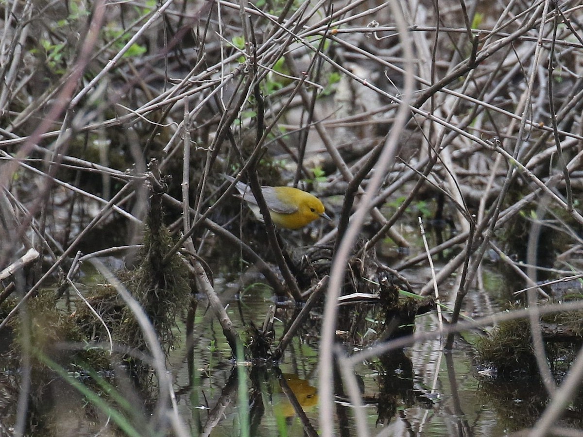 Prothonotary Warbler - ML618731354