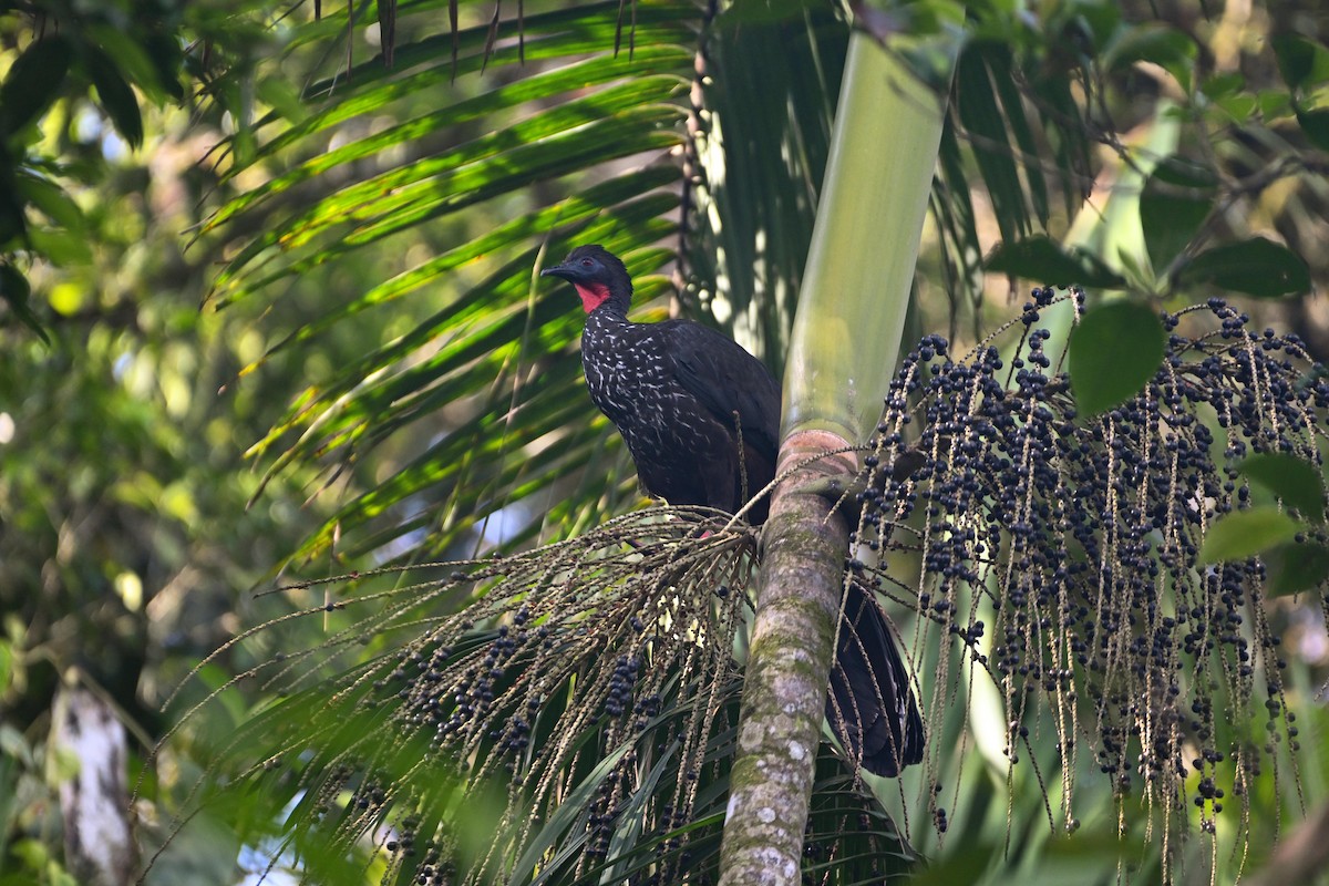 Crested Guan - ML618731437