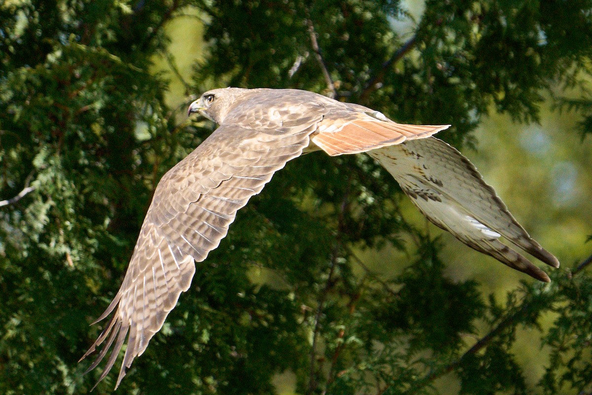 Red-tailed Hawk - ML618731451