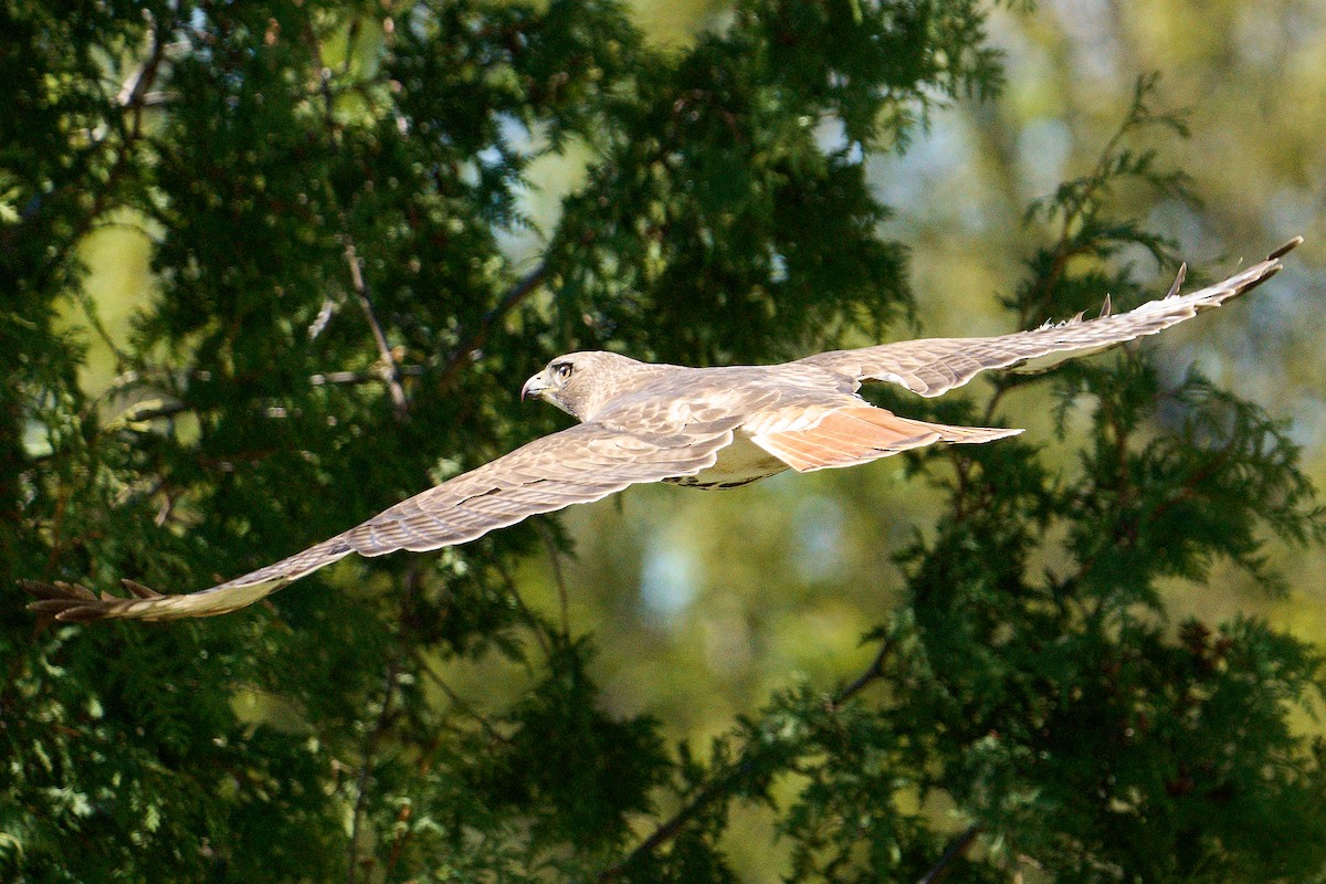 Red-tailed Hawk - ML618731452