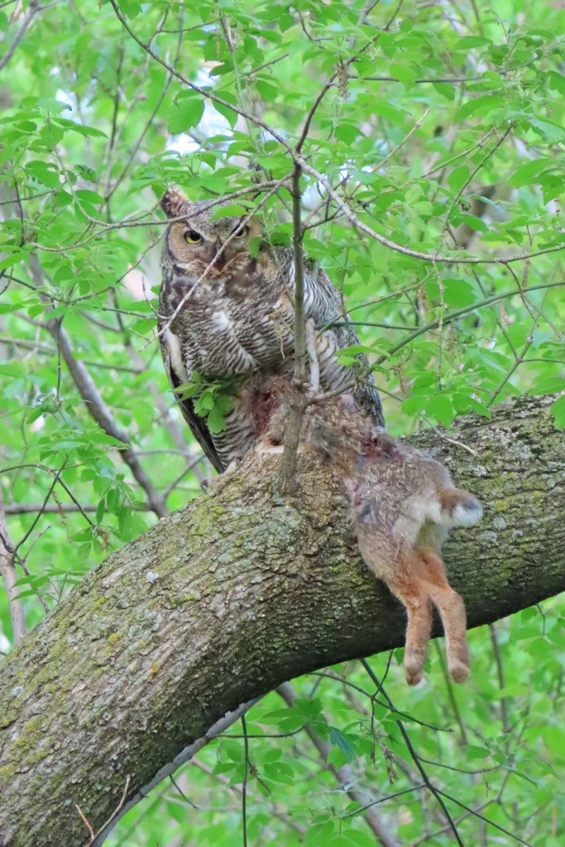 Great Horned Owl - ML618731472
